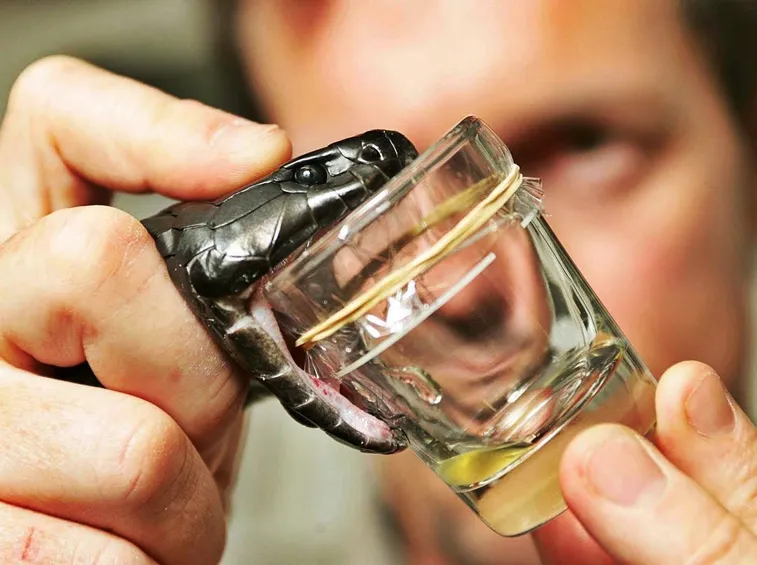 Veleno di serpente