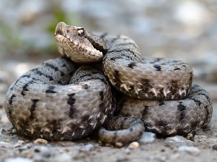 Vipera Aspis