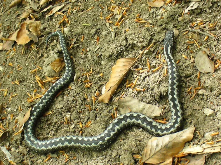 Vipera Berus, particolarmente nota in Italia