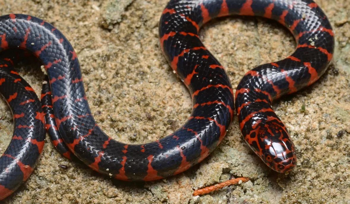 Serpente