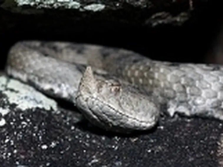 vipera del corno