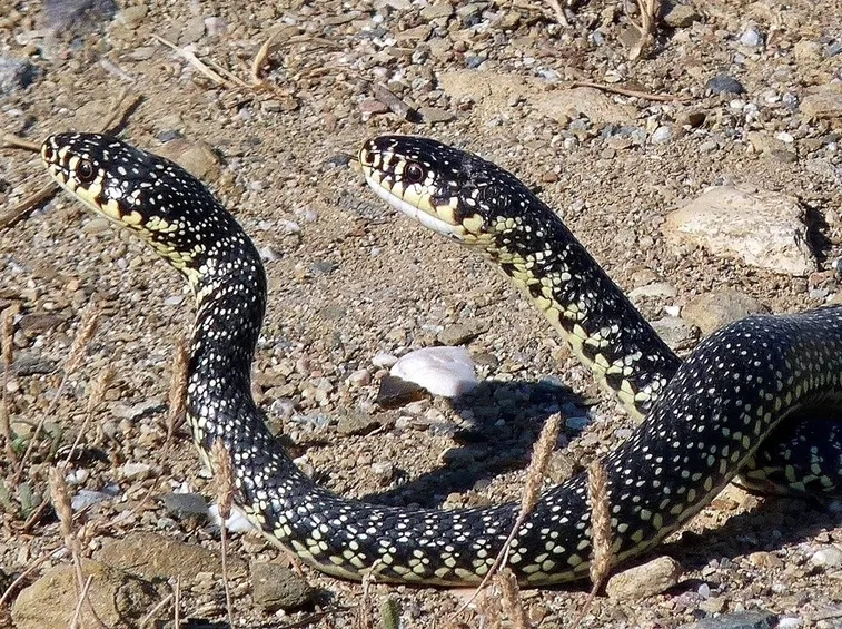 Biacco giallo verde