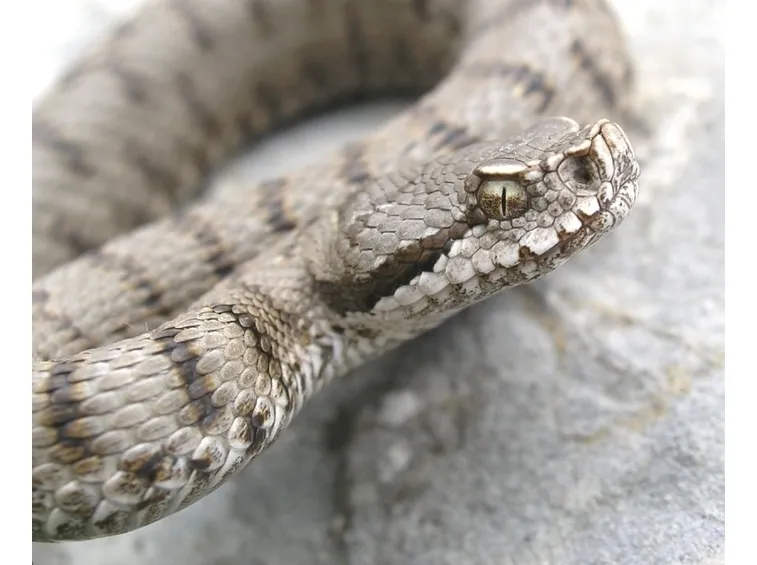 Vipera Aspis