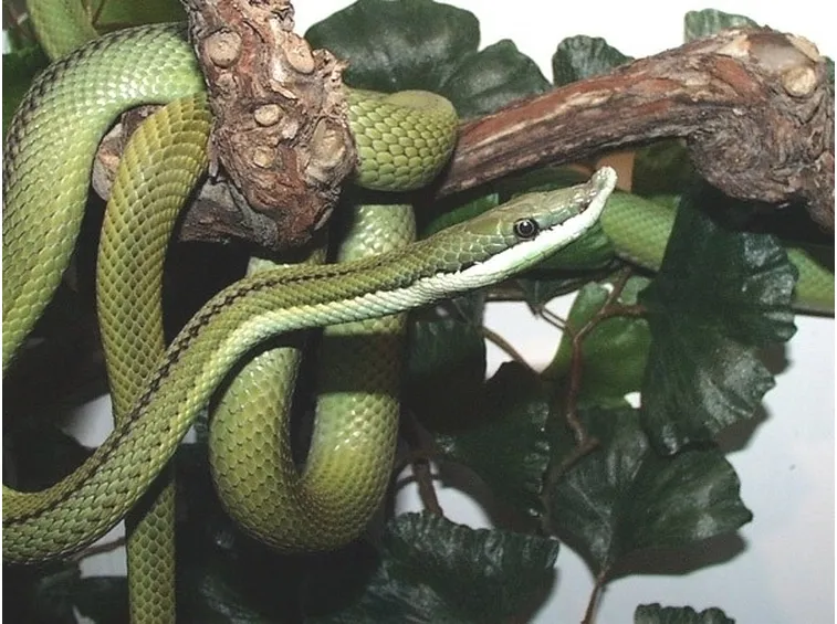 I serpenti e il sogno