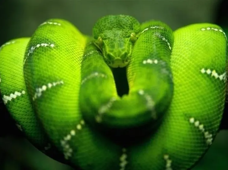 Significato sogno serpenti