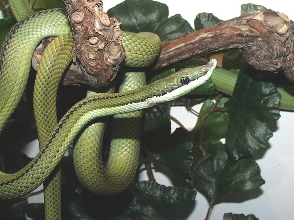 I serpenti e il sogno