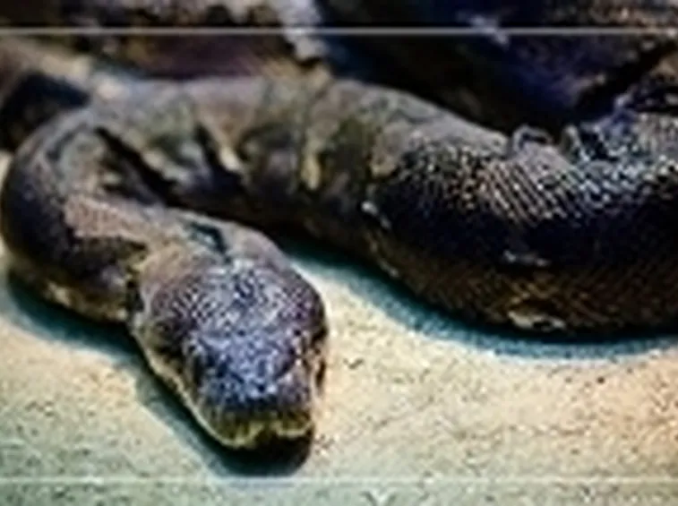 serpente in terrario