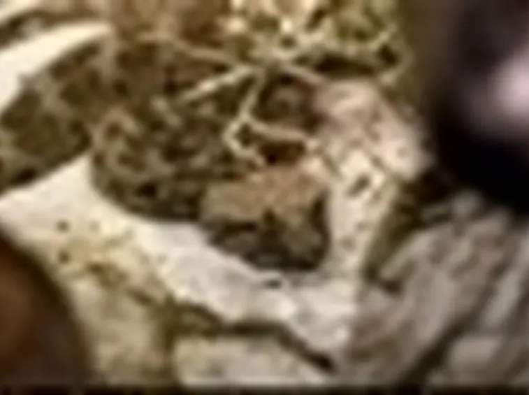 terrario