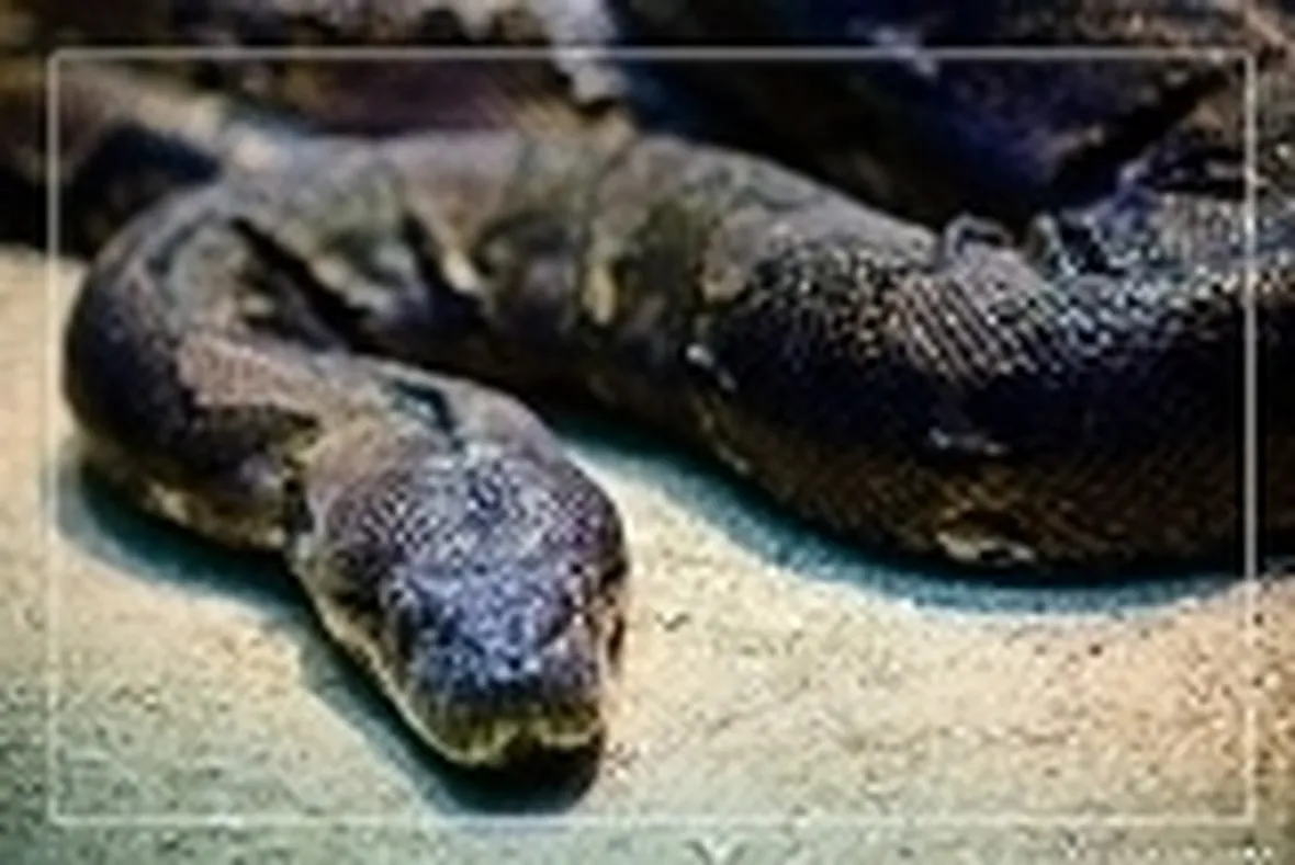 serpente in terrario