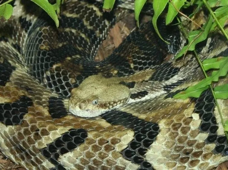 vipera comune