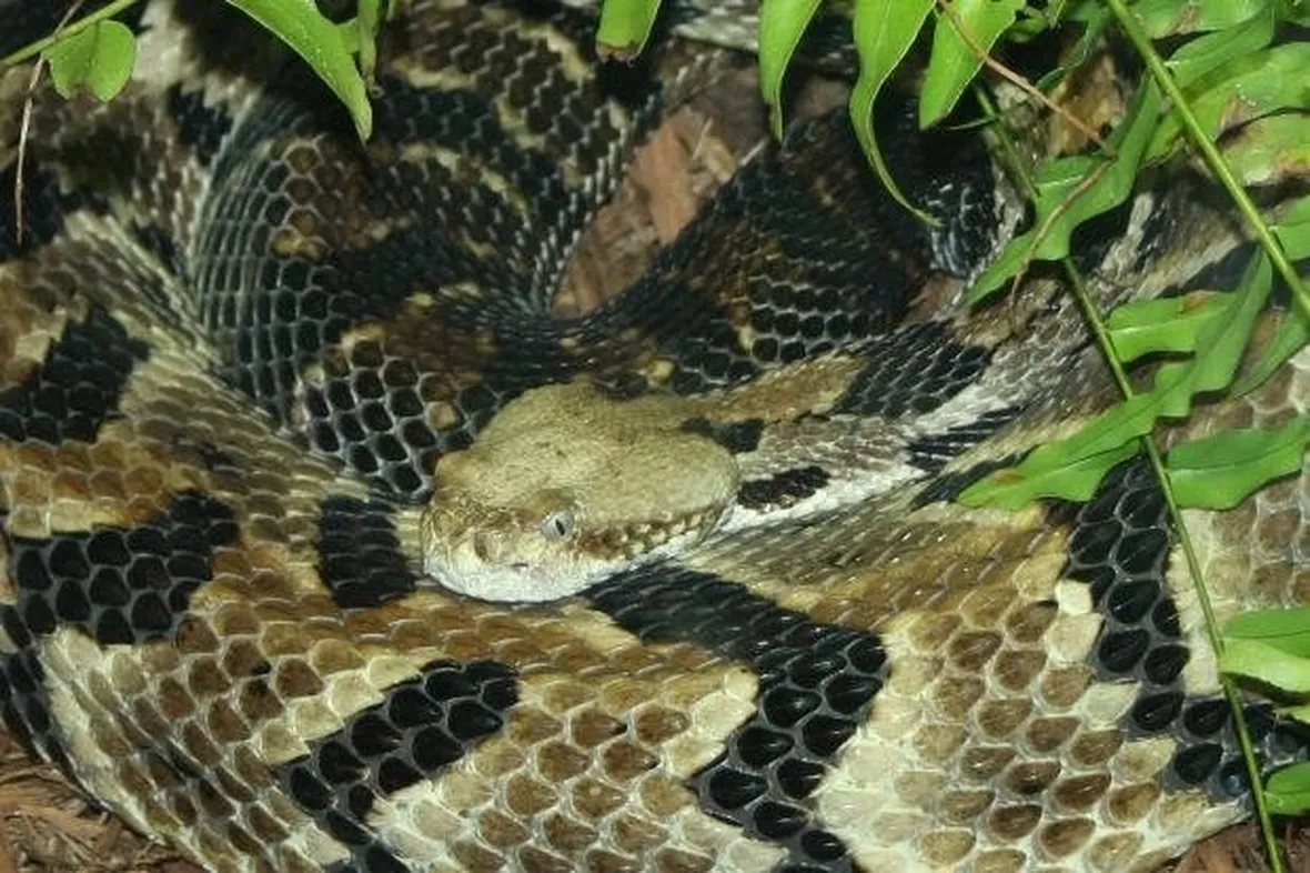 vipera comune