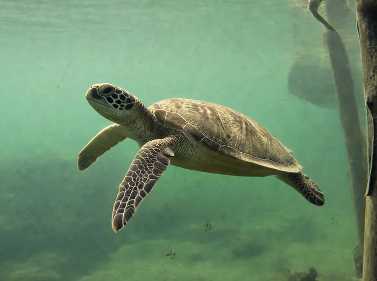 acquario tartaruga
