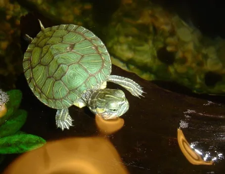 acquario tartaruga
