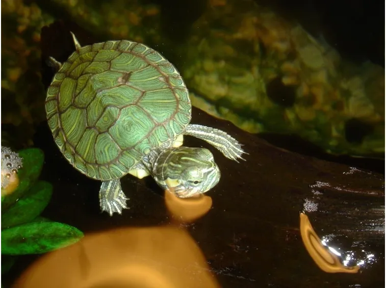 acquario tartaruga