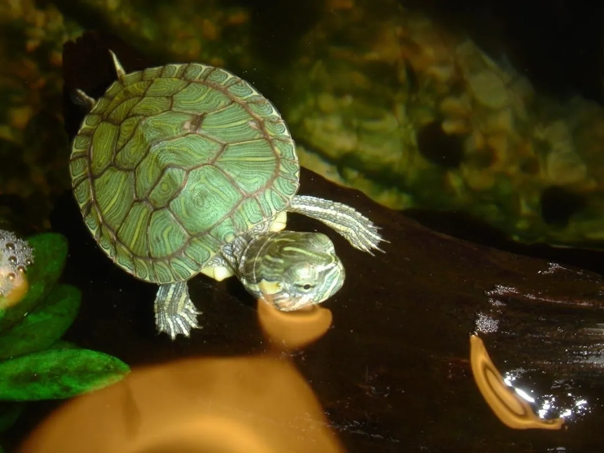 acquario tartaruga