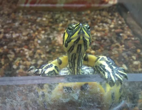 Acquario tartaruga
