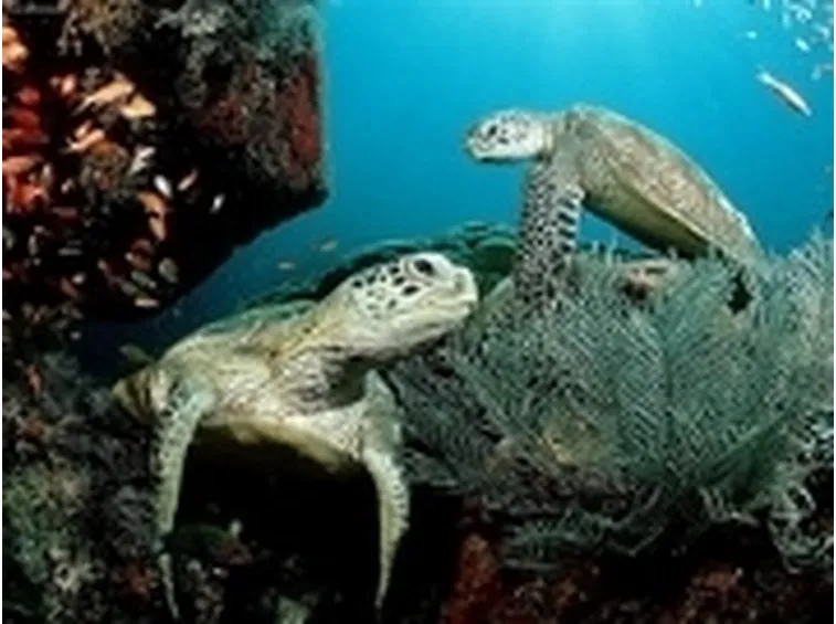 caretta caretta