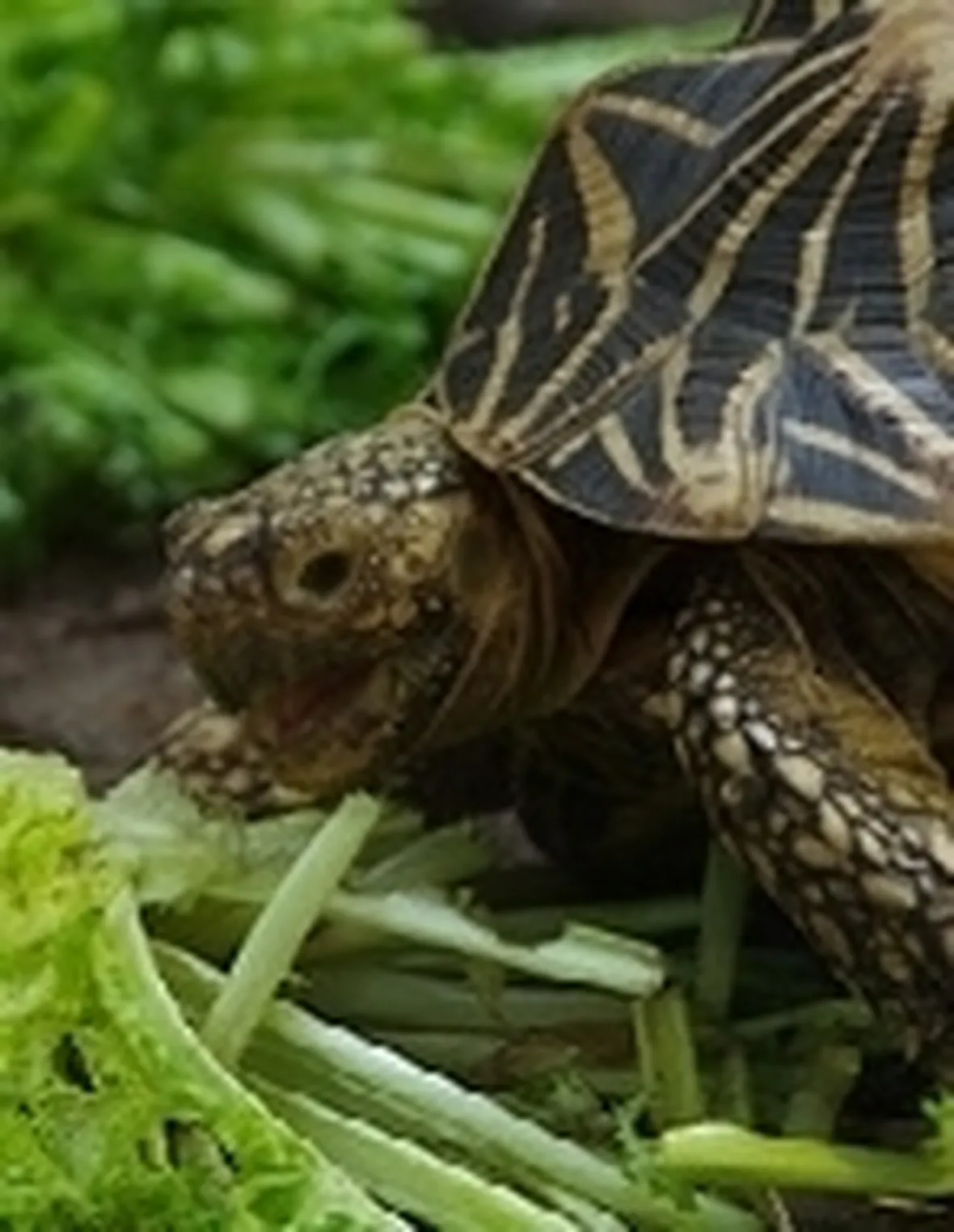 testuggine