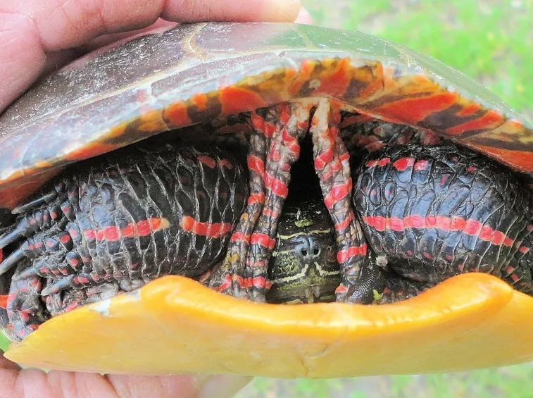 tartaruga