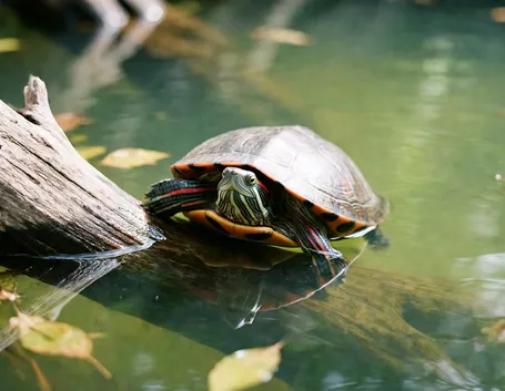 Trachemys scripta elegans