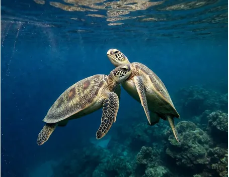 accoppiamento tartarughe marine
