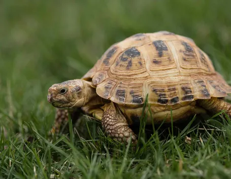 tartarughe di terra