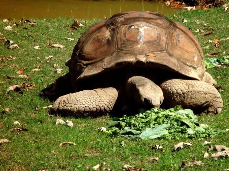 lattuga per tartaruga di terra