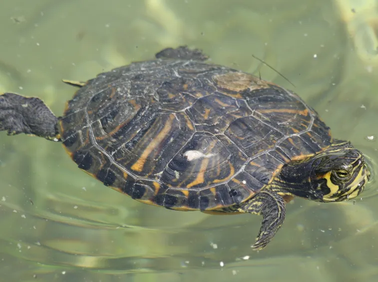 tartarughe d'acqua dolce nel loro habitat