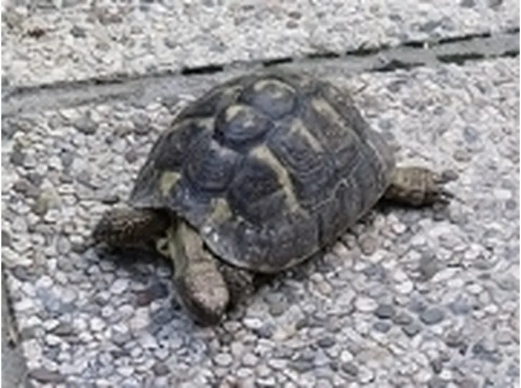 testuggine greca