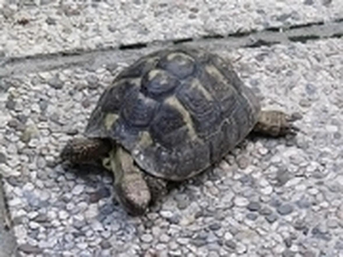 testuggine greca