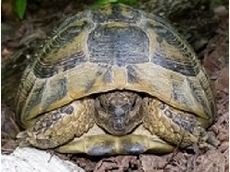 Testudo hermanni