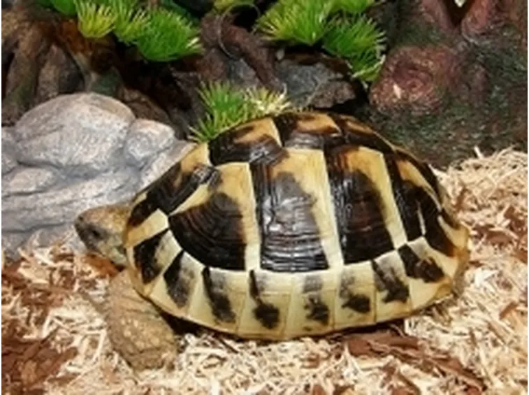 Testudo Hermanni