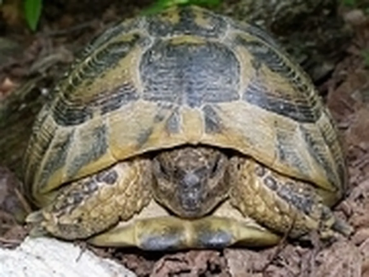 Testudo hermanni