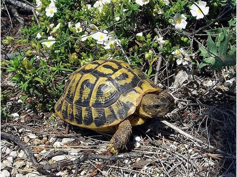 Una tartaruga di Mallorca