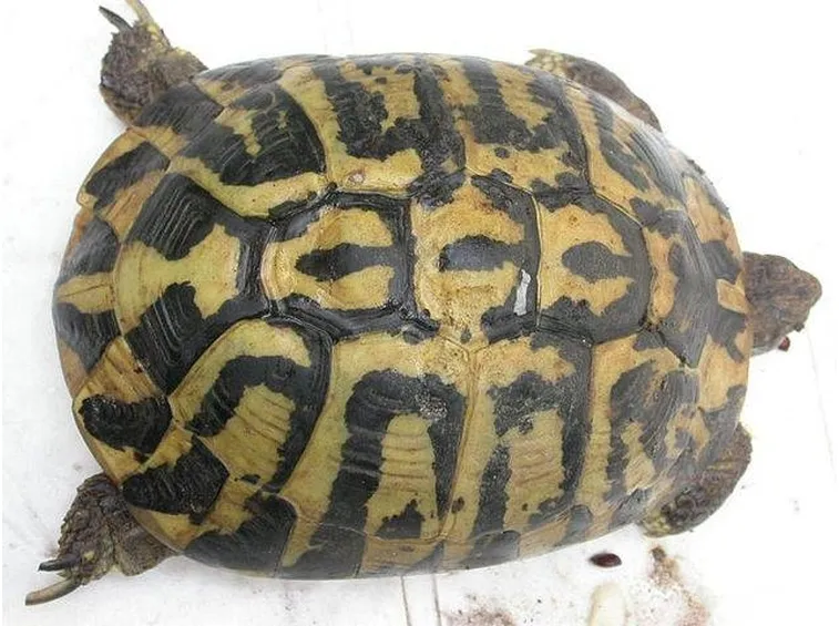 Il carapace di una tartaruga pugliese