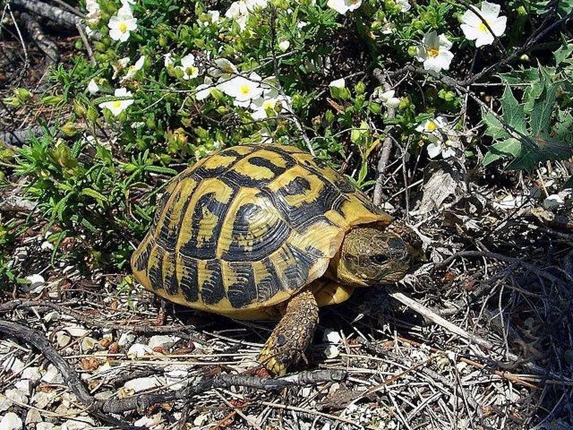 Una tartaruga di Mallorca