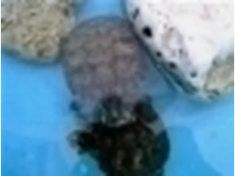 tartaruga d'acqua