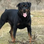 foto del rottweiler