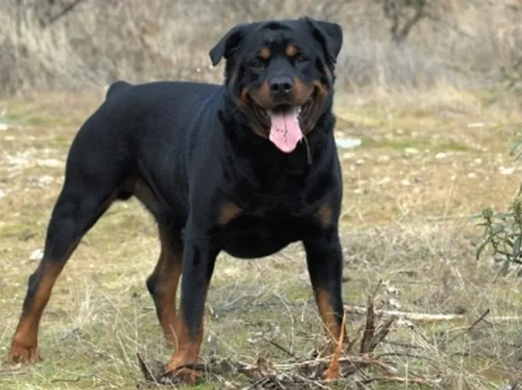 foto del rottweiler