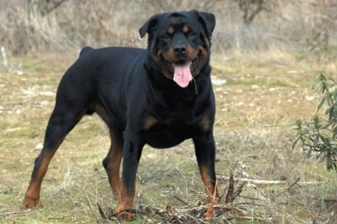 foto del rottweiler