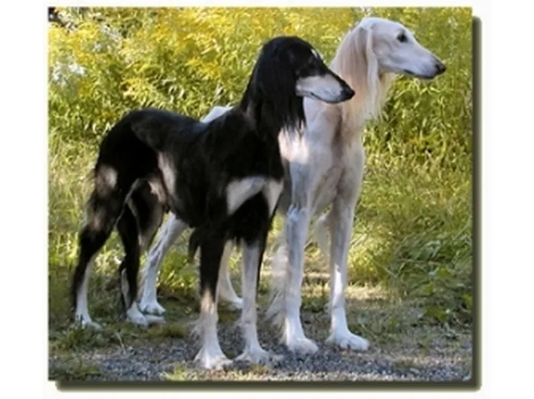 foto del saluki