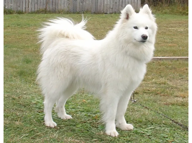 cane adulto