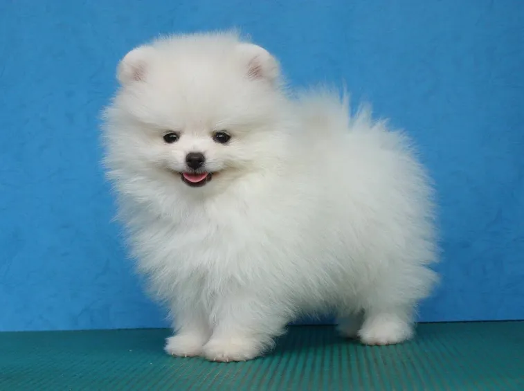 cucciolo