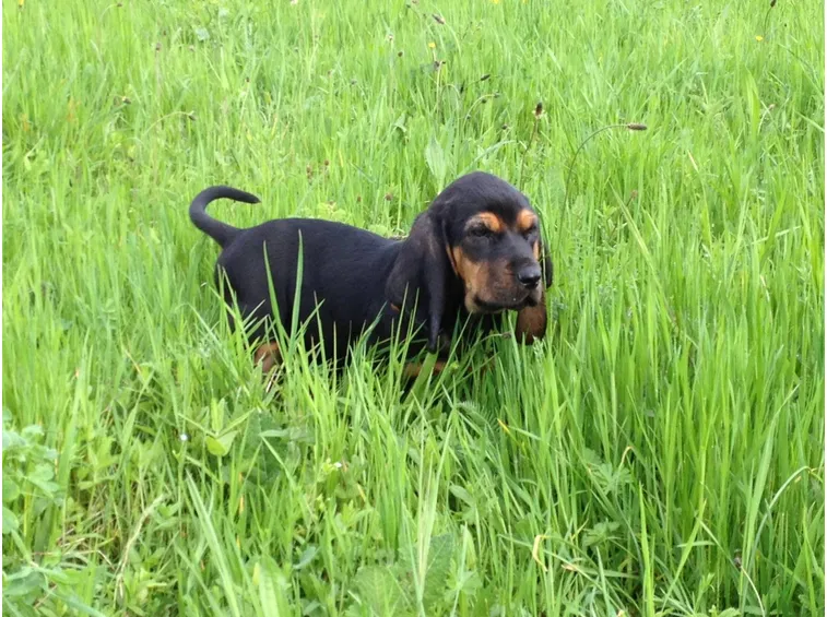 cucciolo di segugio del giura