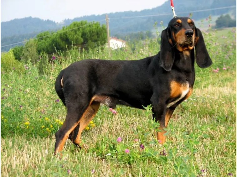 segugio