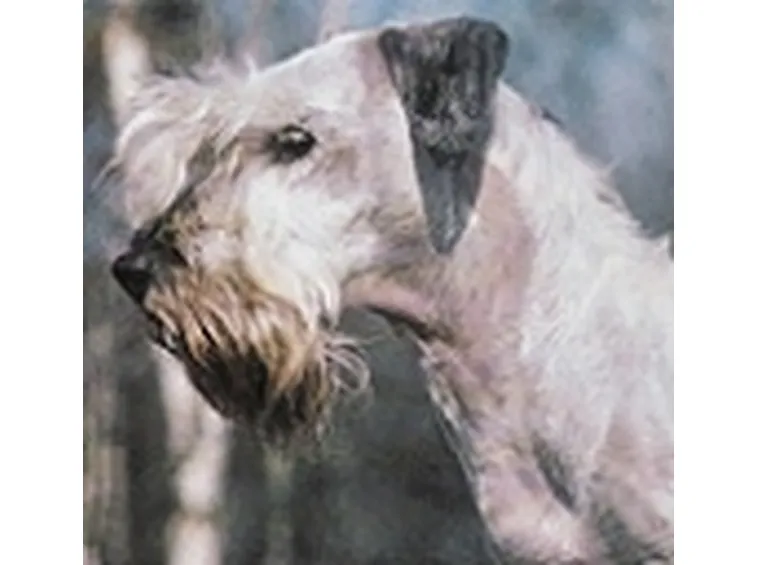 Foto terrier boemo