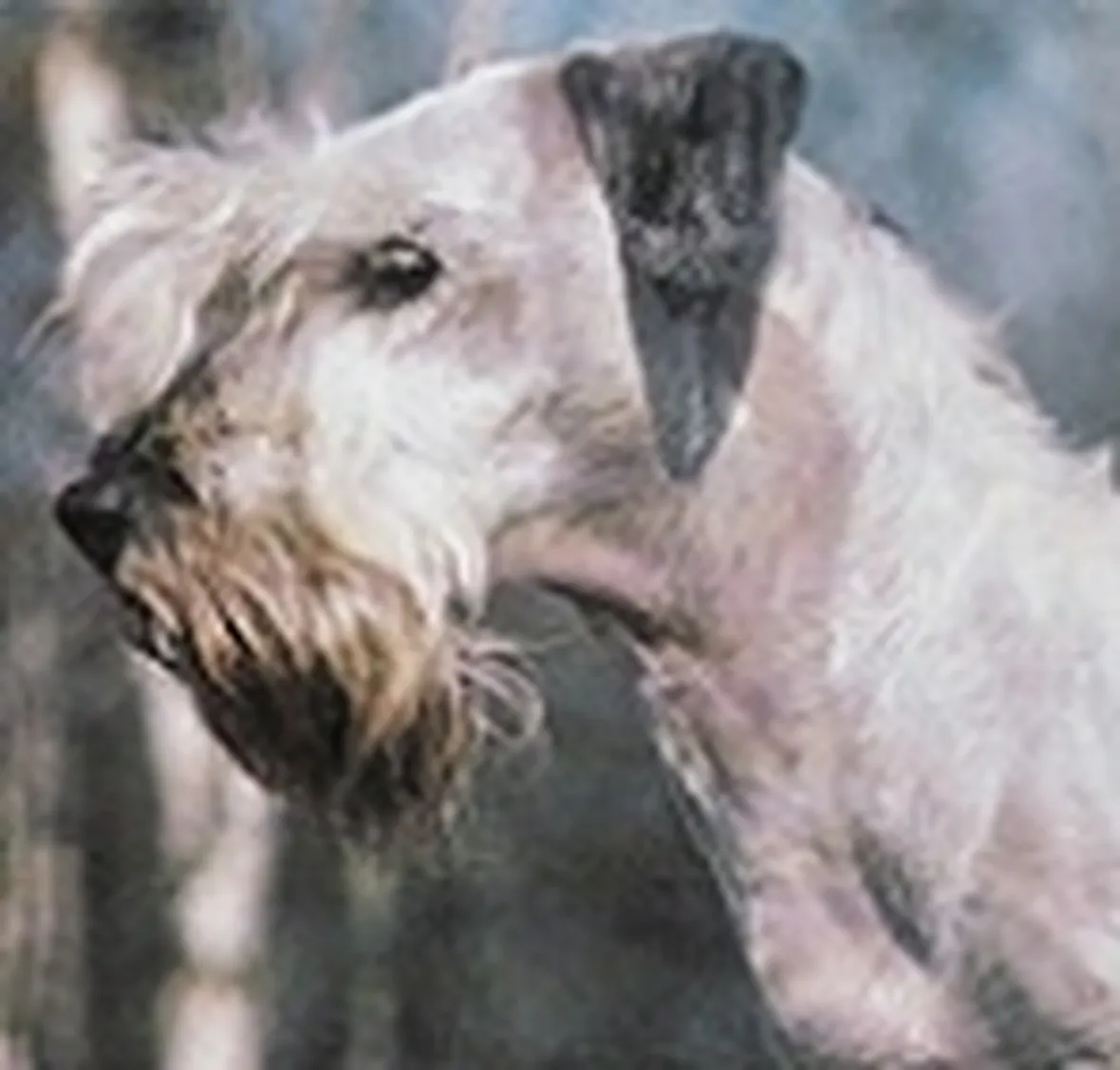 Foto terrier boemo