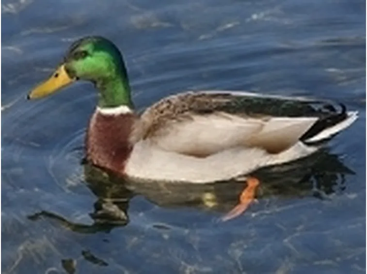 anatra germano reale