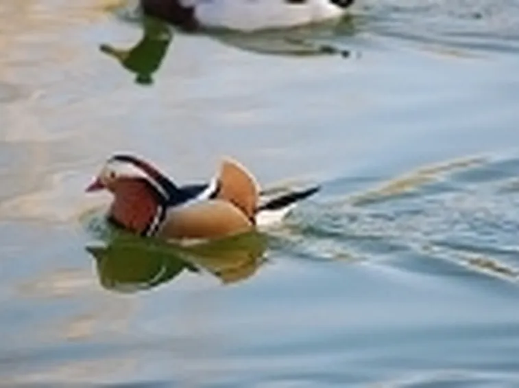 Anatra mandarina