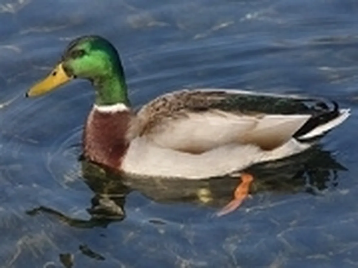 anatra germano reale